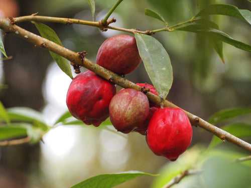 Mahkota Dewa - Fruit Plants & Tree