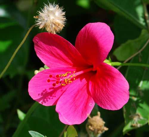 Hibiscus Dark Pink (Viceroy) - Flowering Plants