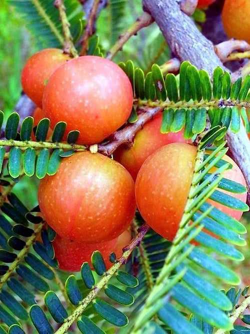 Red Amla (Grafted)- Fruit Plants