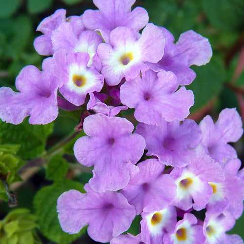 Lantana Purple- Flowering Shrubs