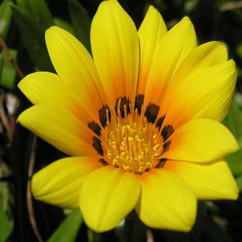 Gazania Yellow- SEASONALS