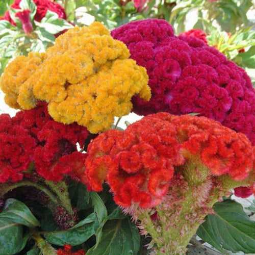 Celosia -Flower Seeds