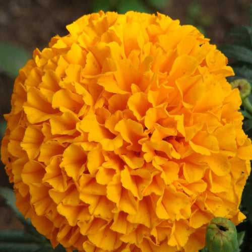 Double Orange African Marigold-Flower Seeds