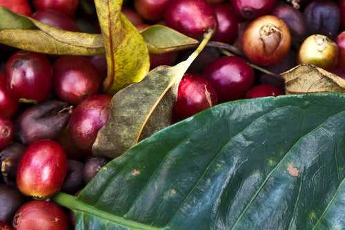 Coffee Plant - Fruit Plants & Trees