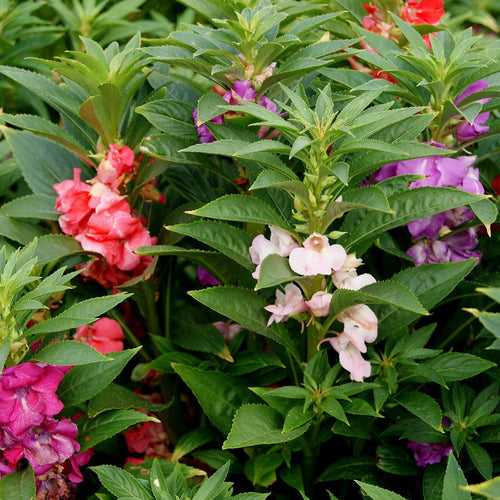 Impatiens-Flower seeds