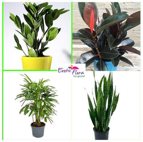 Set of Best 4 Indoor Air Purifier Hard to kill Plants for Beginners