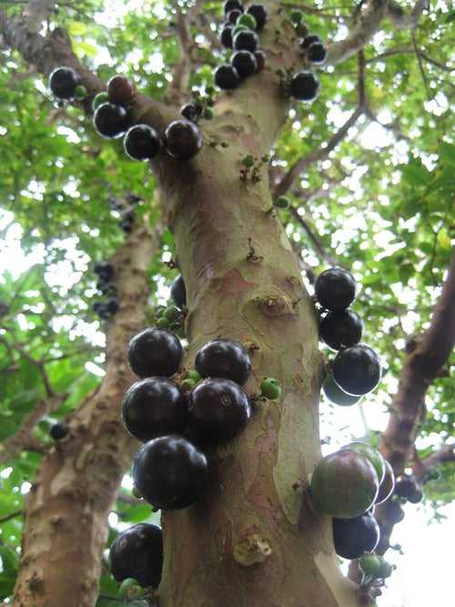 Jabuticaba - Fruits Plant & Tree