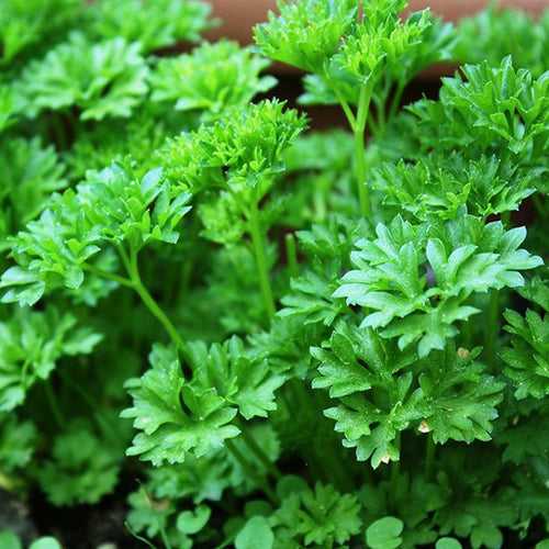 Parsley STRANGER F1-Vegetable Seeds