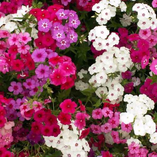 Phlox-Flower Seeds