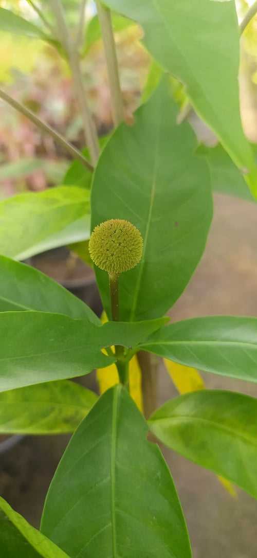 Kadamba Dwarf - Ornamental Plants