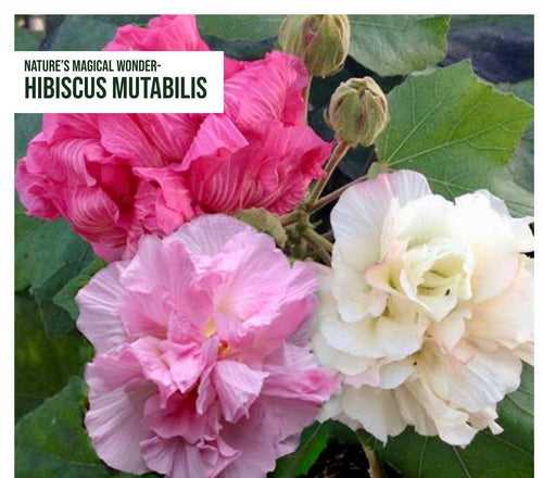 Hibiscus mutabilis/Cotton Rose - Flowering Plants