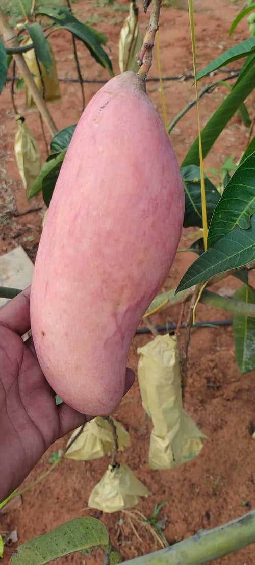 Red Ivory Mango Grafting-Fruit Plant & Tree
