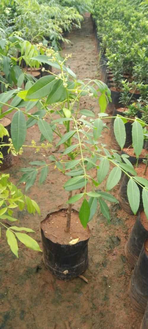 Ambarella/June Plum Grafting- Fruit Plant & Tree