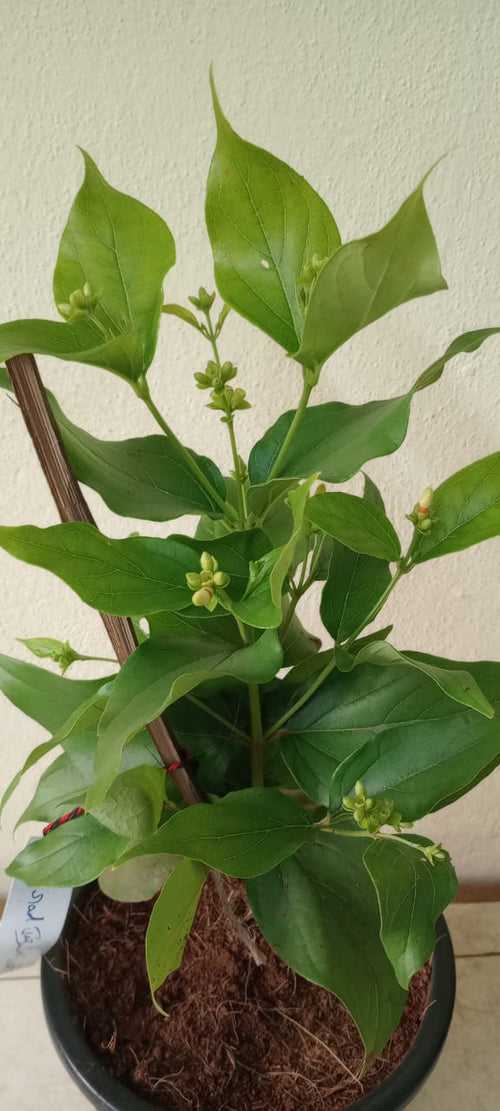 Parijatham mini/Coral jasmine (Dwarf) - Top Perfuming Plants
