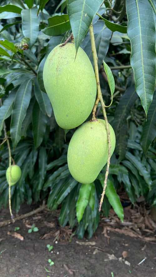 Catimon/Katimon Mango (Off-Season)-Fruits Plant & Tree