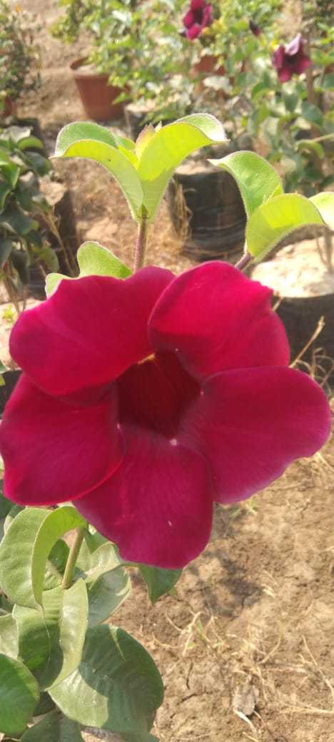 Allamanda Dark Pink -Flowering Shrubs