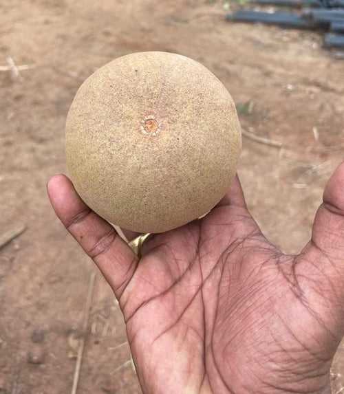 California Sapota/Chikoo-Fruit Plant & Tree.