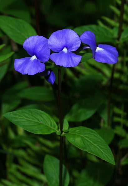 Amazon Blue / Otacanthus caeruleus - Flowering Plant