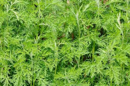 Artemisia abrotanum/Davana - Herb Plant