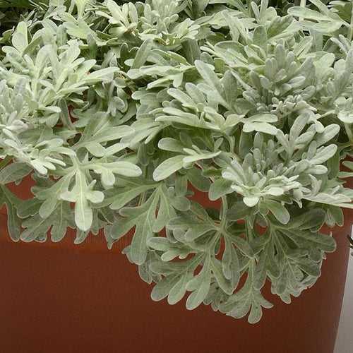 Artemisia stelleriana - Silver Brocade