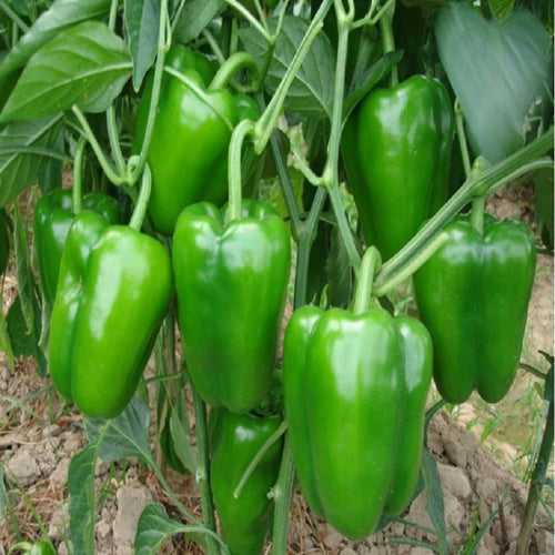 Capsicum-Vegetable Seeds