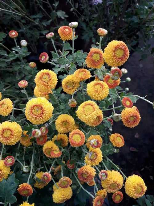 Chrysanthemum Gold Button - Seasonals