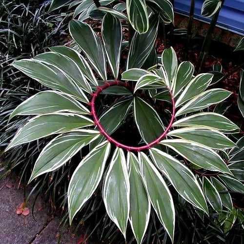 Spiral Costus Variegata - Ornamental Plant
