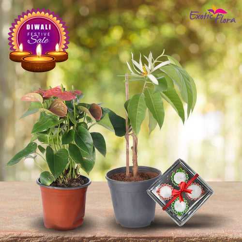Diwali Plant Gifts - Anthurium Red & White Champa With Clay Diyas