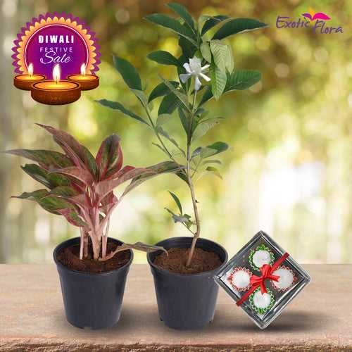 Diwali Plant Gifts - Aglaonema Lipstick & Jasmine Rose Regular With Clay Diyas