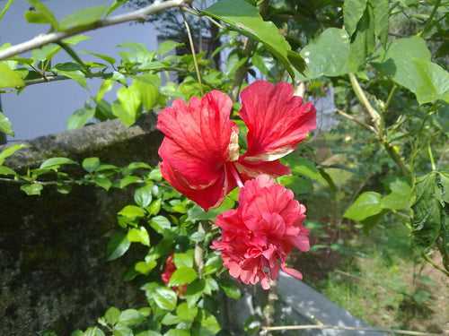 Hibiscus Double Decker - Flowering Plants