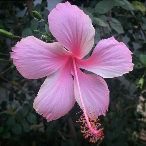 Hibiscus Light Pink Desi - Flowering Plants