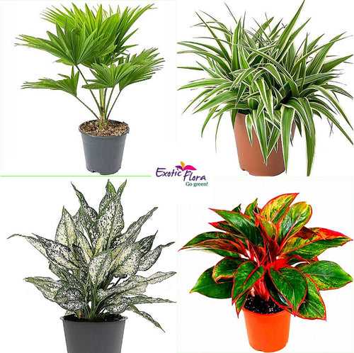 Top 4 Indoor Air Purifying Plants for Office Desk