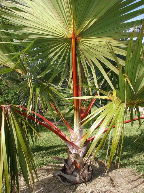 Latania Lontaroides - Palms