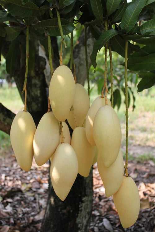 Golden Nam Dok Mai Mango (Grafted) Semi Dwarf - Fruit Plants