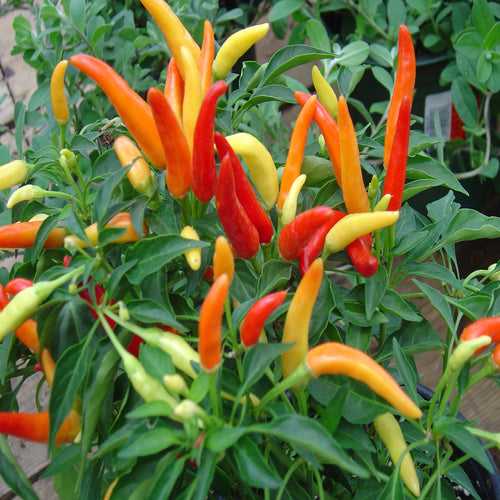 Ornamental chilli/Pepper-Vegetable Seeds
