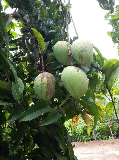 Pandirimamidi Mango (Grafted) - South Indian Mango