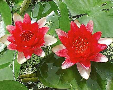 Water lily Red - Aquatic Plants