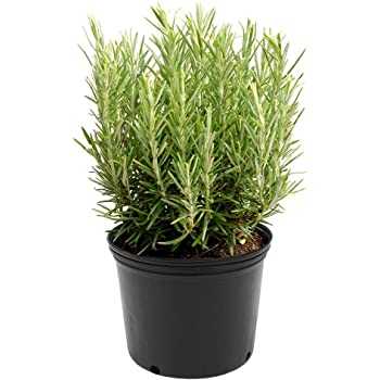 Rosemary Plant - Herbs