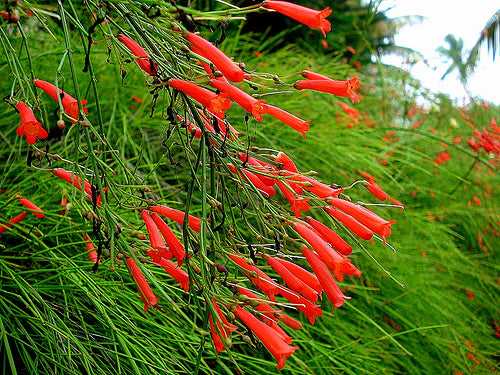 Russelia equisetiformis Red - Ornamental Flowering Plants
