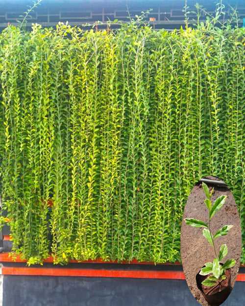 Variegated Curtain Creeper  - Creepers & Climbers