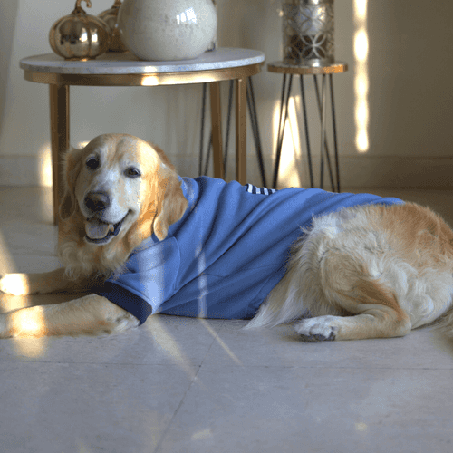 PoochMate Stone Blue Dog Sweatshirt
