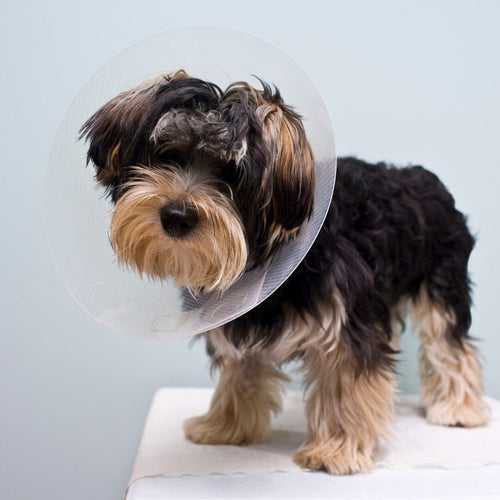 Veterinary Neutering / Spaying Package