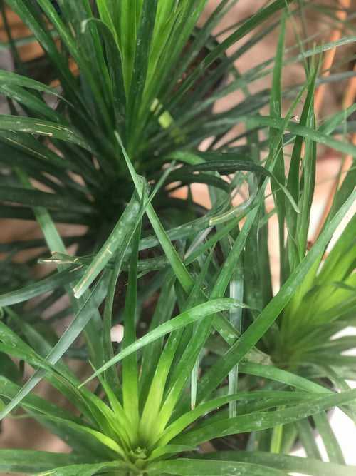 Dracena leaves