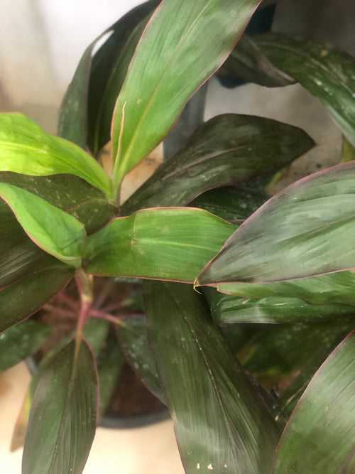 Dracena mahatma