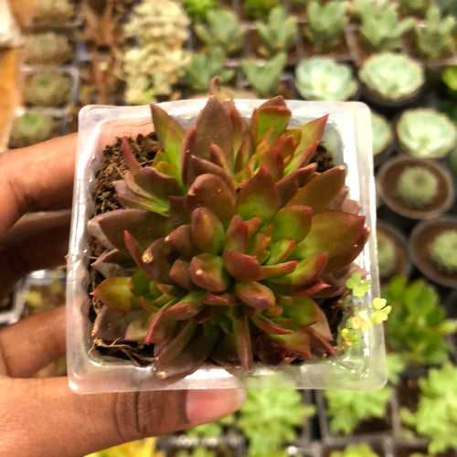 Succulent