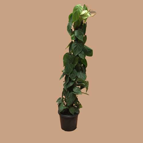 moss stick philodendron