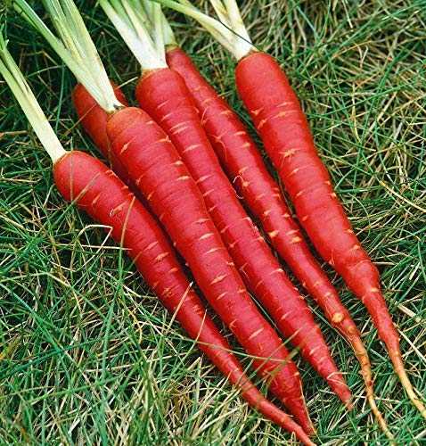 red long carrot seeds