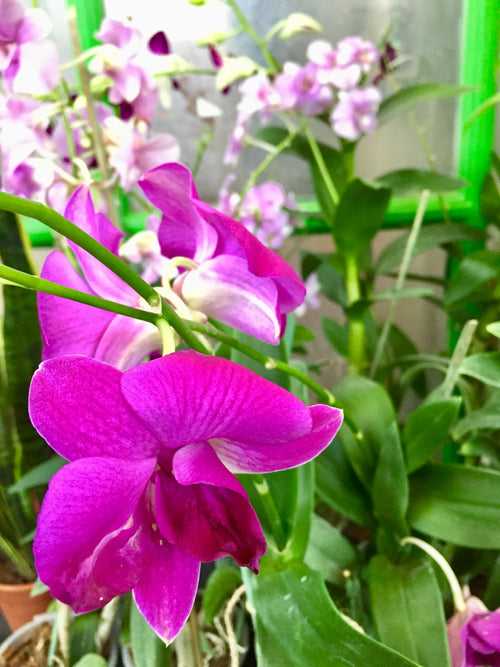 Orchids -  dendrobium , oncidium