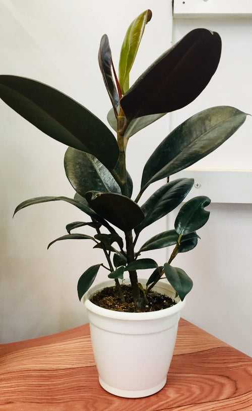 Ficus Rubber