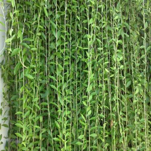 Vernonia Elaeagnifolia / Curtain Creeper